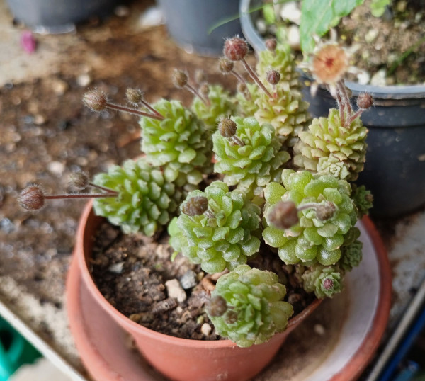Monanthes polyphylla, Foto vom 26.4. (© Spender 55)