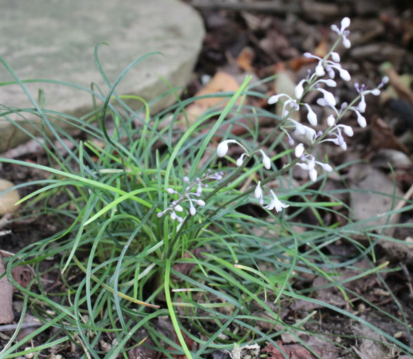 Ophiopogon chingii, Foto vom 18.7. (© Spender 55)