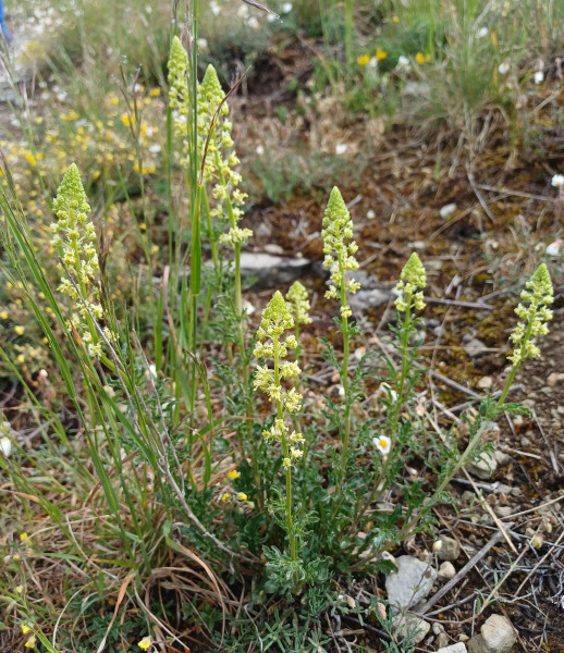 Reseda lutea, Foto vom 8.5. (© Spender 55)