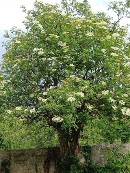 Sambucus nigra, Foto vom 19.5. (© Spender 55)