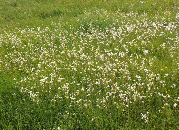 Saxifraga granulata, Foto vom 11.5. (© Spender 55)