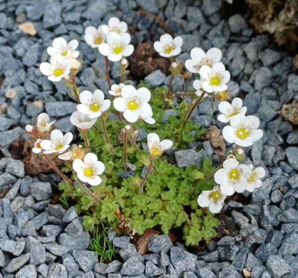 Saxifraga pubescens, Foto vom 17.5. (© Spender 55)