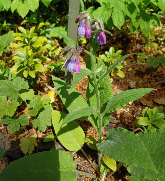 Symphytum officinale, Foto vom 11.5. (© Spender 55)