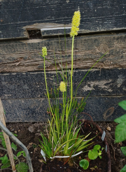 Tofieldia calyculata, Foto vom 17.5. (© Spender 55)