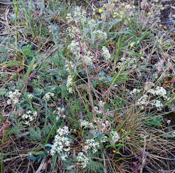 Trinia glauca, Foto vom 8.5. (© Spender 55)