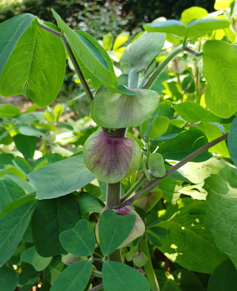 Amicia zygomeris, Foto vom 20.6. (© Spender 55)