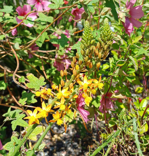 Bulbine frutescens, Foto vom 21.6. (© Spender 55)