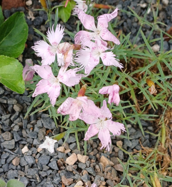 Dianthus callizonus, Foto vom 27.5. (© Spender 55)