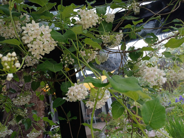 Dregea sinensis, Foto vom 16.4. (© Spender 55)