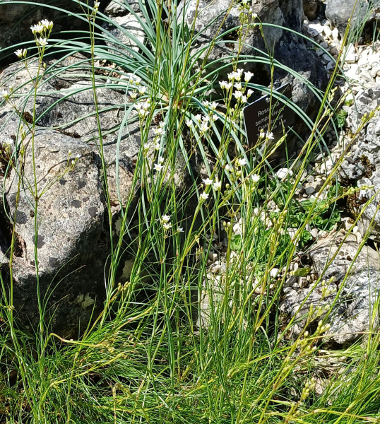 Eremogrone procera, Foto vom 20.5. (© Spender 55)