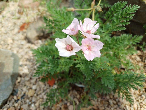 Erodium armenum, Foto vom  25.5. (© Spender 55)