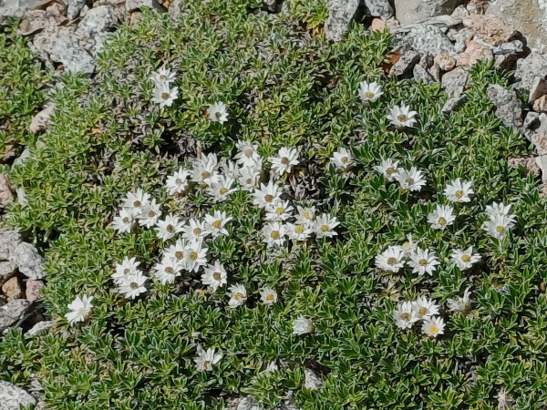 Helichrysum praecurrens, Foto com 22.5. (© Spender 55)