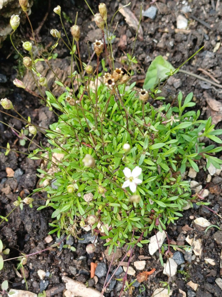 Heliosperma pusillum, Foto vom 10.6. (© Spender 55)