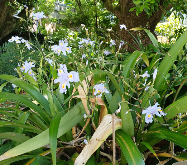 Iris japonica, Foto vom 21.5. (© Spender 55)