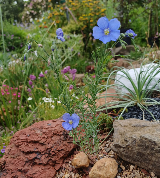 Linum perenne, Foto vom 3.6. (© Spender 55)