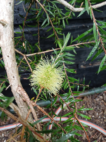Melaleuca virens, Foto vom 28.5. (© Spender 55)