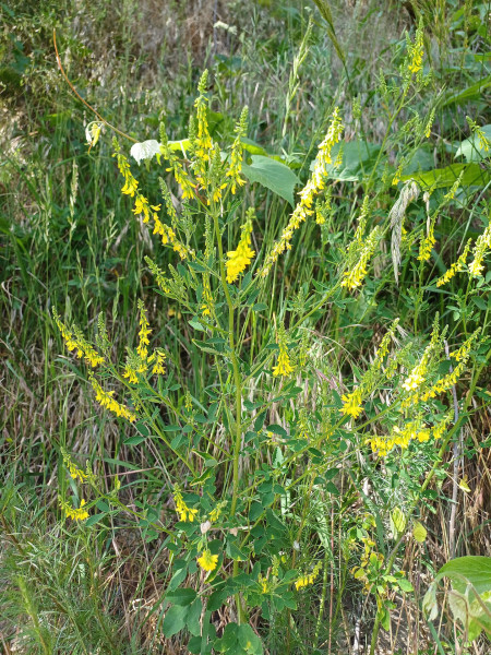 Melilotus officinalis, Foto vom 25.5. (© Spender 55)