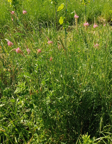 Onobrychis viciifolia, Foto vom 23.5. (© Spender 55)