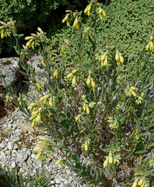 Onosma helvetica, Foto vom 21.5. (© Spender 55)
