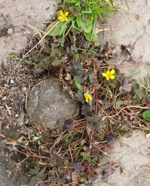 Oxalis corniculata, Foto vom 3.6. (© Spender 55)