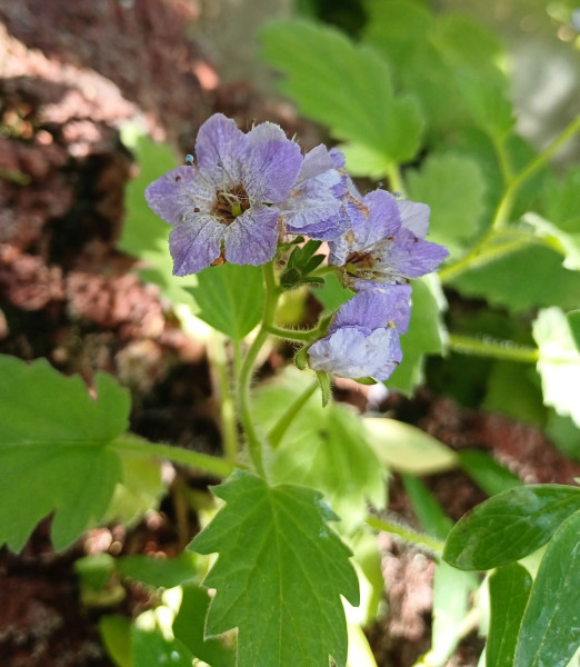 Phacelia bolandieri, Foto vom 23.6. (© Spender 55)