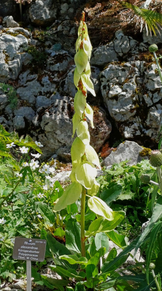 Rheum alexandrae, Foto vom 22.5. (© Spender 55)