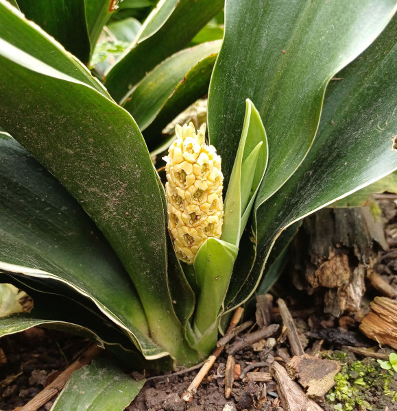 Rohdea japonica, Foto vom 14.6. (© Spender 55)