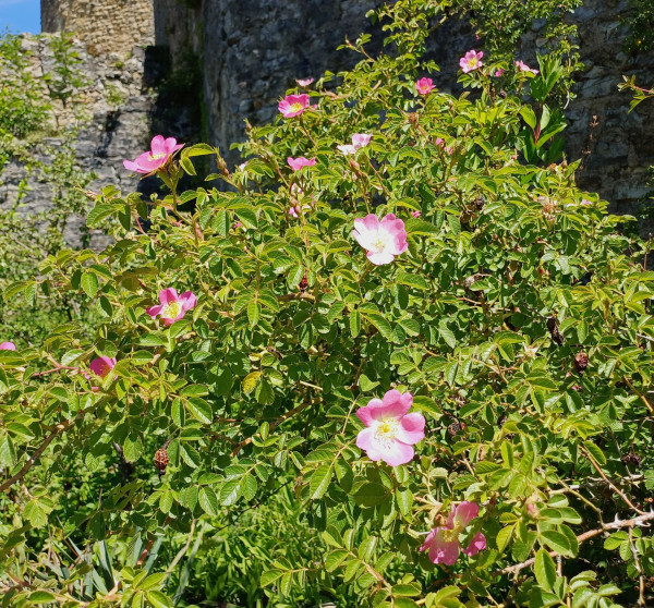 Rosa rubiginosa, Foto vom 19.5. (© Spender 55)