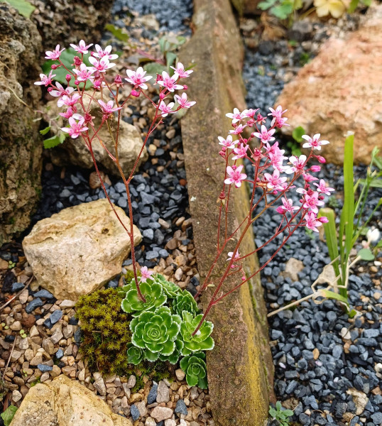 Saxifraga 'Winifred Bevington', Foto vom 26.5. (© Spender 55)
