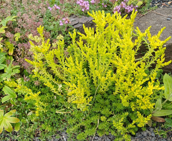 Sedum sexangulare, Foto vom 8.6. (© Spender 55)