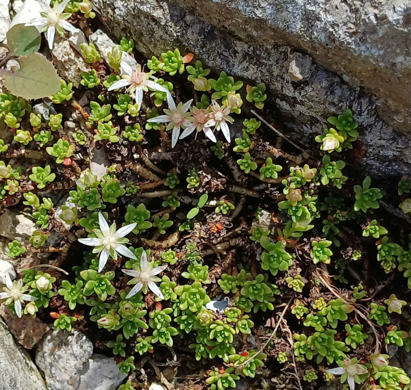 Sedum trollii, Foto vom 21.5. (© Spender 55)
