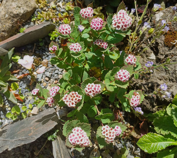 Spiraea morrisonicola, Foto vom 17.5. (© Spender 55)