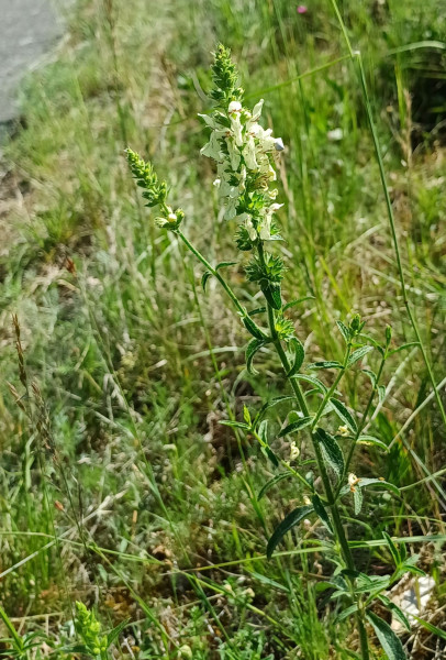 Stachys recta, Foto vom 23.5. (© Spender 55)