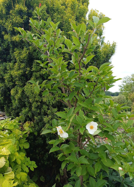 Stewartia pseudocamellia, Foto vom 7.6. (© Spender 55)