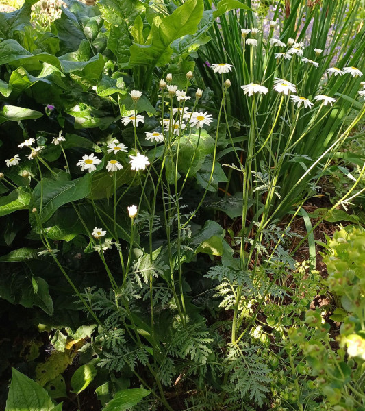 Tanacetum corymbosum, Foto vom 30.5. (© Spender 55)