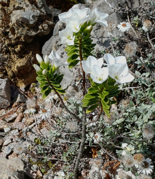 Veronica macrantha, Foto vom 21.5. (© Spender 55)