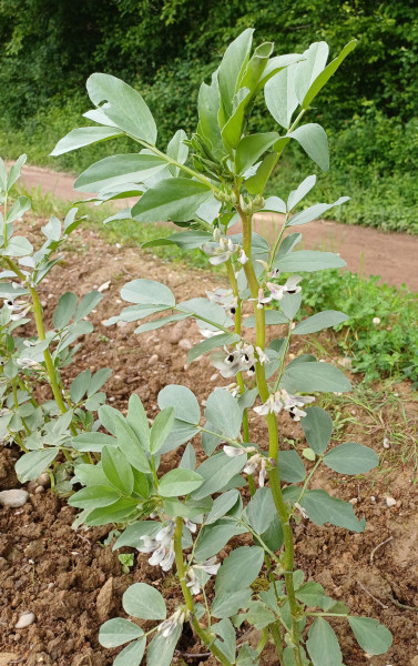 Vicia faba, Foto vom 19.5. (© Spender 55)