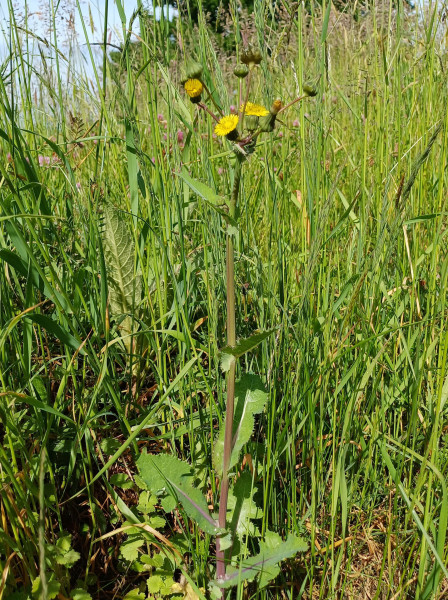 Sonchus asper, Foto vom 22.5. (© Spender 55)
