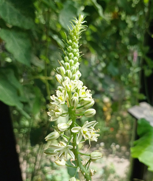 Albuca bracteata, Foto vom 12.7. (© Spender 55)