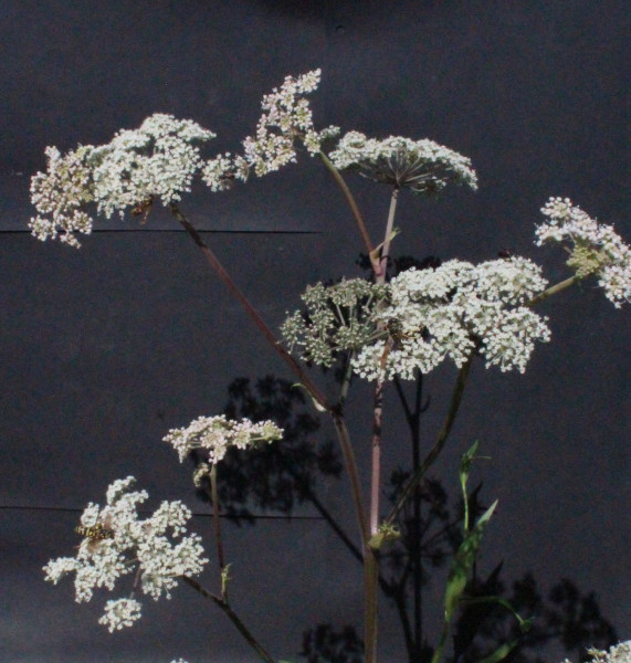 Angelica sylvestris, Foto vom 29.7. (© Spender 55)