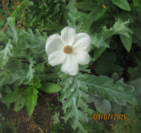 Argemone platyceras, Foto vom 9. Juli ( Spender 240)