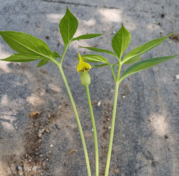 Arisaema flavum, Foto vom 25.6. (© Spender 55)