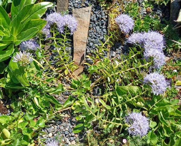 Campanula rumeliana, Foto vom 10.7. (©Spender 55)