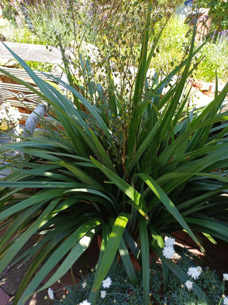 Dianella ensifolia, Foto vom 28.6. (© Spender 55)