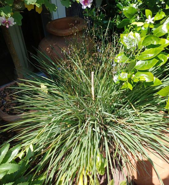 Dianella revoluta, Foto vom 28.6. (© Spender 55)