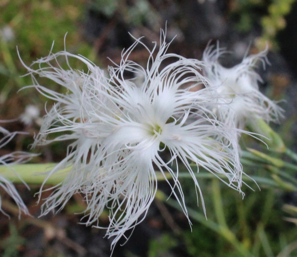 Dianthus crinitus, Foto vom 14.7. (© Spender 55)