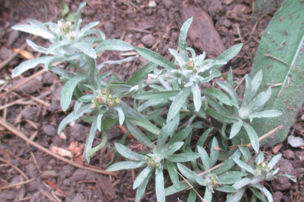 Gnaphalium uliginosum; Foto vom 24.7. (© Spender 240) 