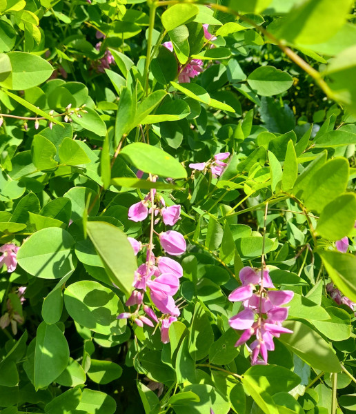 Indigofera kirilowii, Foto vom 28.6. (© Spender 55)