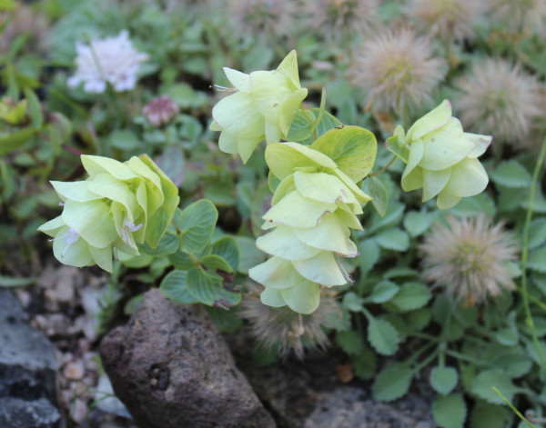 Origanum rotundifolium, Foto vom 10.7. (© Spender 55)