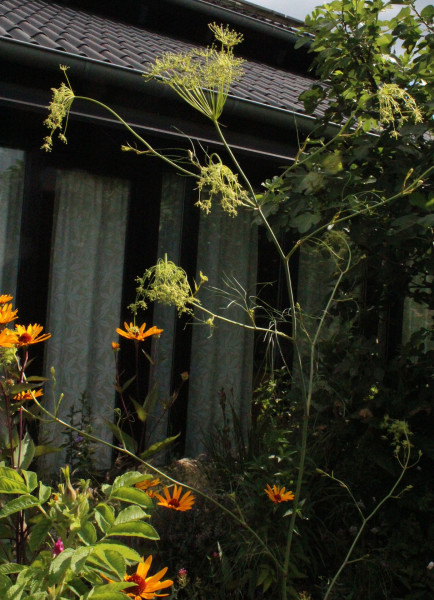 Peucedanum officinale, Foto vom 2.7. (© Spender 55)